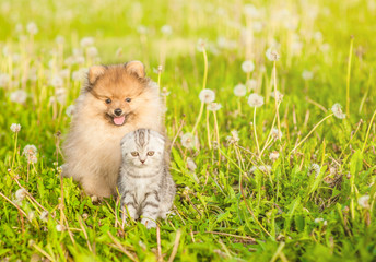 Spitz puppy sitting with tabby kitten on a summer grass. Space for text