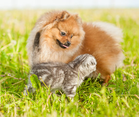 playful kitten and spitz puppy on summer grass