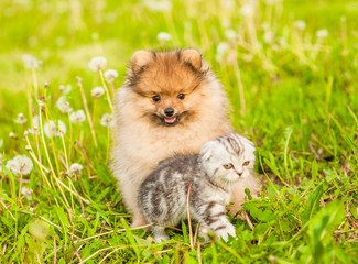 Spitz puppy sitting with tabby kitten on a summer grass