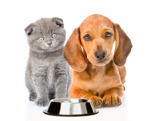 Hungry cat and dog with a empty bowl. isolated on white background