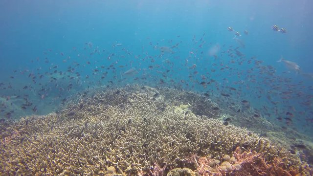 Underwater coral reef video in Indonesia 