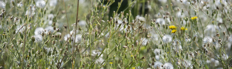 weed - thistles close up on a field