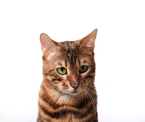Portrait of a Bengal cat on a white background