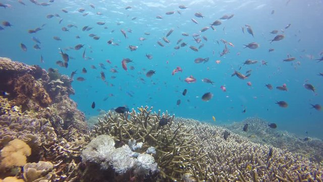 Underwater coral reef video in Indonesia 