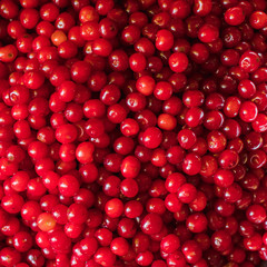 Cherry background berry