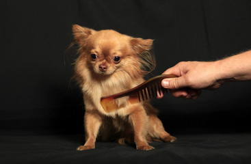 The owner combs a chihuahua dog on a black background