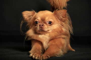 Portrait of a Chihuahua dog on a black background