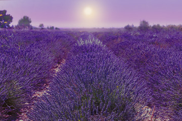 Fototapeta na wymiar Lavender field. Harvesting. Beautiful sky. Against the backdrop of mountains and clouds. French Provence. Surroundings of Valansol. Map. Toned.