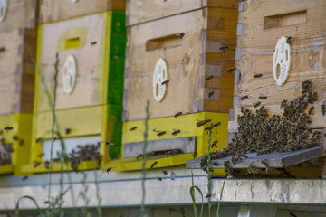 bee hives - bee breeding (Apis mellifera) close up