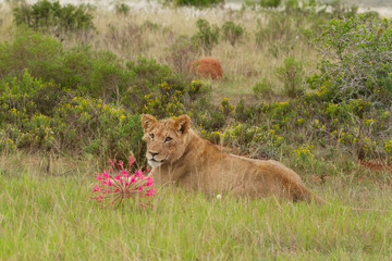 Fototapeta na wymiar Lion & Flower