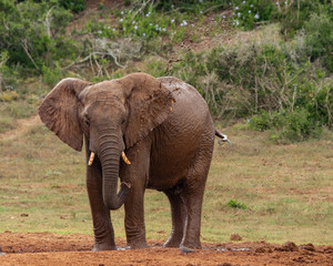 Fototapeta na wymiar Cooling Down Elephant