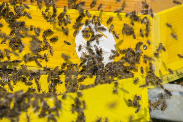 bee hive - bee breeding (Apis mellifera) close up