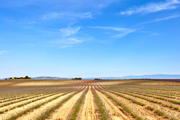 Fototapeta na wymiar Lavender field. The plateau of Valensole in Provence