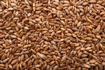 spelt seeds on a dark stone background