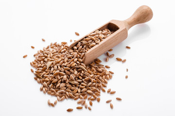 spelt seeds on a white acrylic background