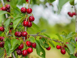 fresh red cherries on cherry tree