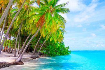 Fototapeta na wymiar Dream beach with palm trees on white sand and turquoise ocean