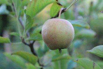 Apfel am Baum