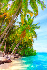 Fototapeta na wymiar Dream beach with palm trees on white sand and turquoise ocean