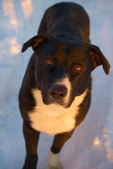 A black dog in the snow.