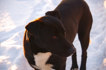 A black dog in the snow.