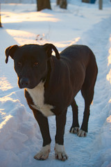 A black dog in the snow.