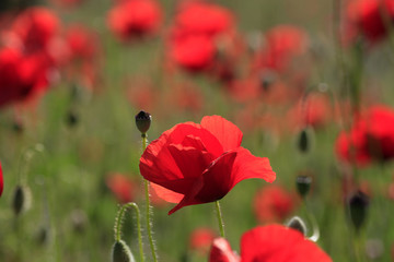 Obraz premium Red poppy blooms on a meadow