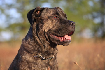 Portrait of the Cane Corso  dog in the open air