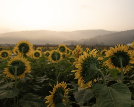 sunflowers waiting for sunrise