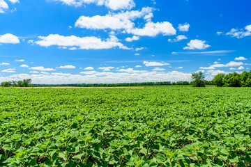 Field of the young unripe sunflowers under blue sky and clouds