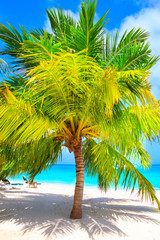 Obraz premium Dream beach with palm tree on white sand and turquoise ocean