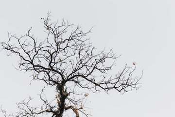 Skeleton of a bare tree against the sky