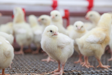 chickens on a small farm 
