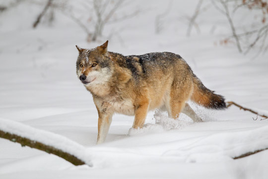 Fototapeta Wolf (Canis lupus) im Winter im Tier-Freigelände im Nationalpark Bayrischer Wald, Deutschland.