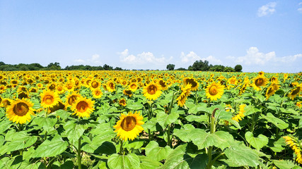 field of blooming sunflowers on a background of blue sky
