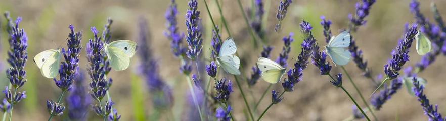 Afwasbaar Fotobehang Vlinder white butterfly on lavender flowers macro photo