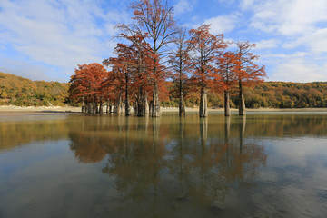 Swamp cypress trees stand in the water of the mountain lake  Sukko of the national park in the Krasnodar region of Russia