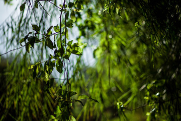 juicy green leaves in sunny evening light