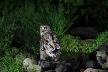 Blakiston's fish owl (Ketupa blakistoni) in Hokkaido, Japan