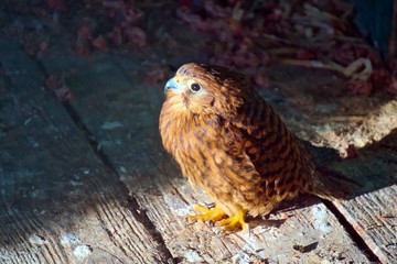 Kestrel.