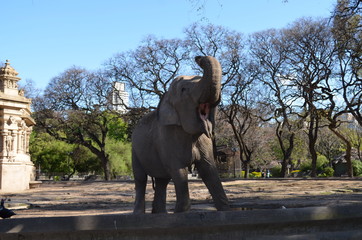 Obraz na płótnie Canvas elefante