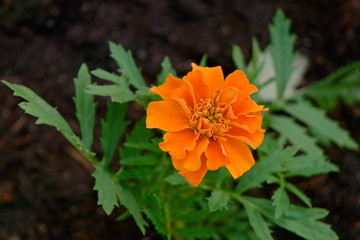 Flower Marigolds small-color (Tag&eacute;tes)