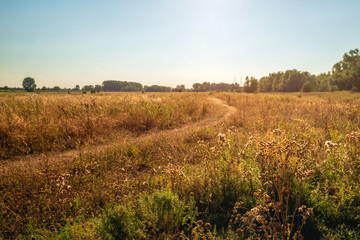 Naklejka premium Narrow hiking trail in a dry Dutch nature reserve
