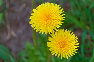 Dandelions.