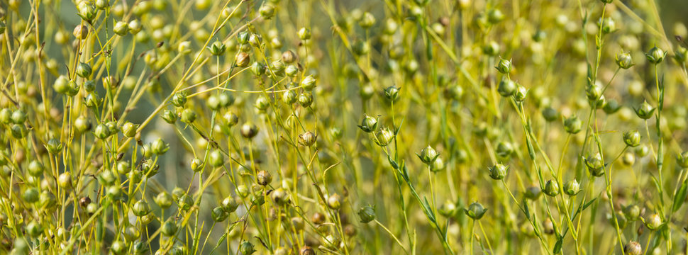 ripe flax on a field close up (linen plant)