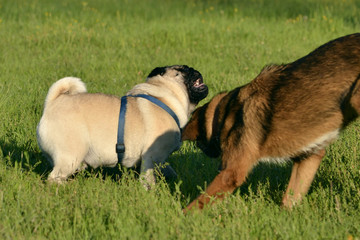 Dogs play with each other. Young pug-dog. Merry fuss puppies. Aggressive dog. Training of dogs. ...