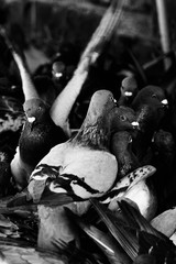 Cape Town pigeons 