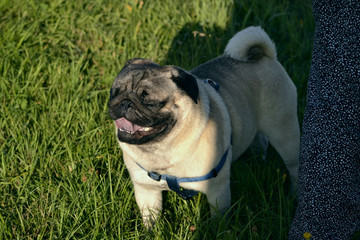 Sunstroke, health of pets in the summer.  Young pug-dog. Sun. Owner. Funny face. How to protect your dog from overheating. Training of dogs.  Young energetic dog on a walk. 