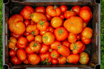 Fresh harvest of tomatoes in a box