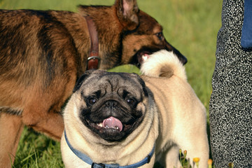 Sunstroke, health of pets in the summer.  Young pug-dog. Sun. Owner. Funny face. How to protect your dog from overheating. Training of dogs.  Young energetic dog on a walk. 